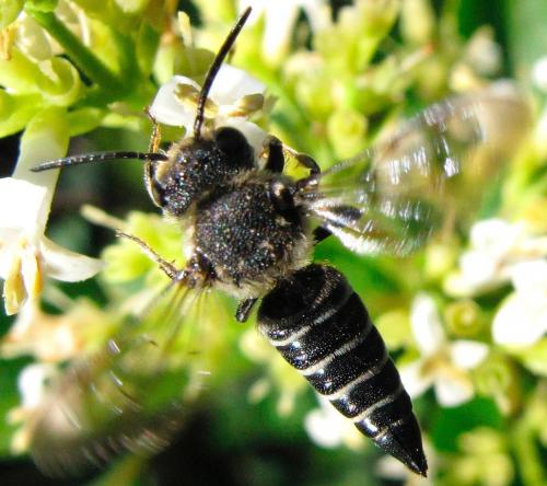 Réf. 196 979 : Coelioxys aurolimbata
